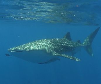 La semaine des requins-baleines!