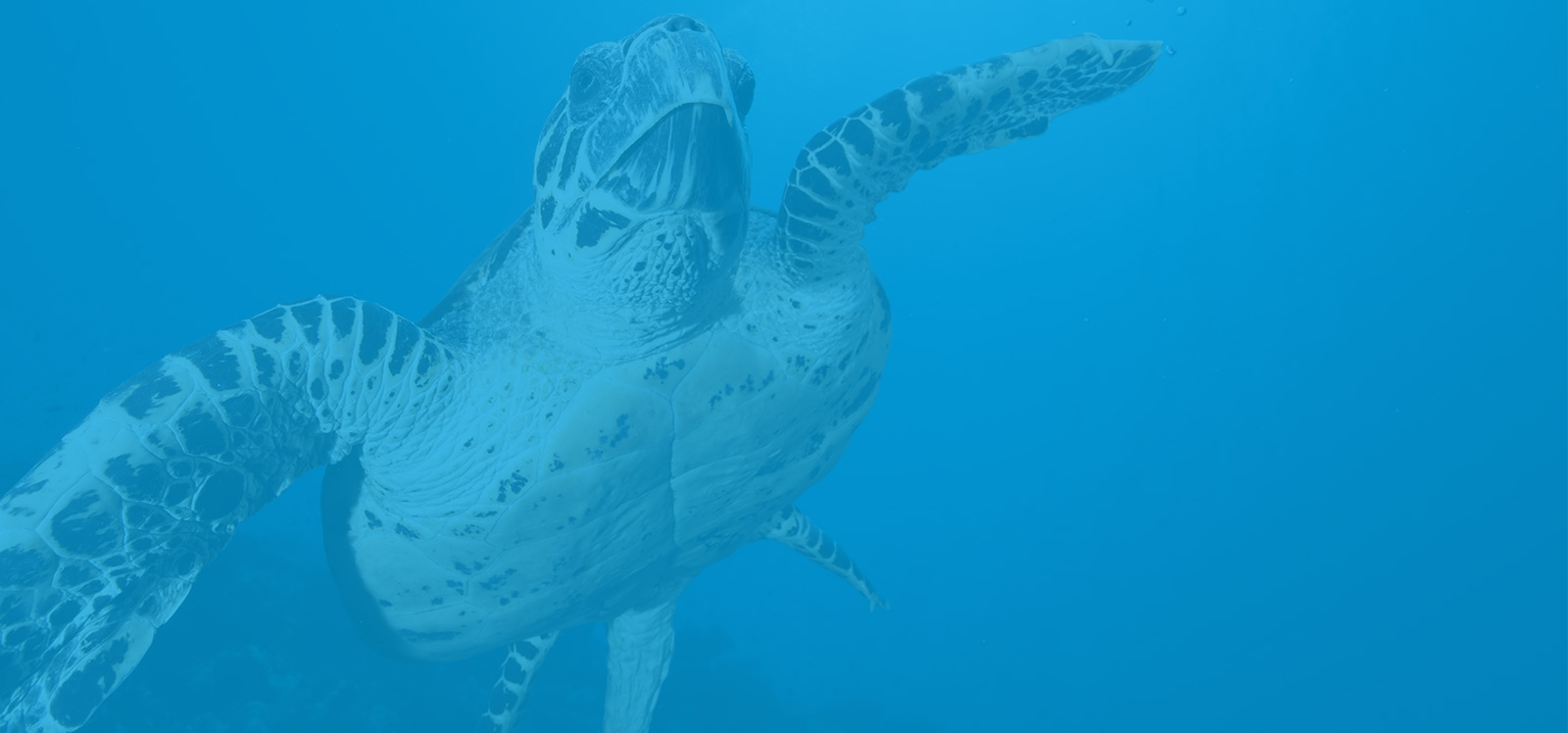 Cours de plongée sous-marine PADI.