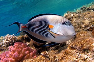 Colorful Red Sea 