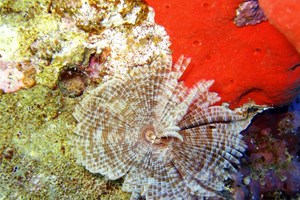 Red Sea Corals 