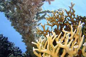 Red Sea Corals 