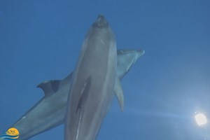 Dolphins and Whalesharks 