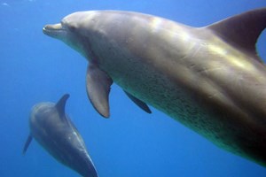 Dolphins and Whalesharks 