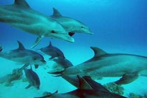 Dolphins and Whalesharks 