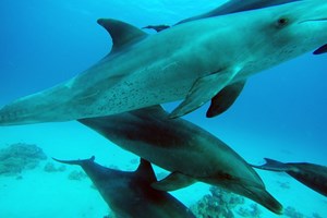 Dolphins and Whalesharks 
