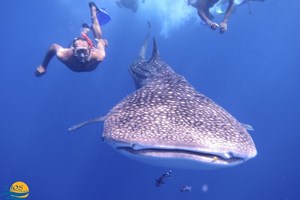 Dolphins and Whalesharks 