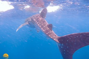 Dolphins and Whalesharks 