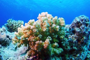 Red Sea Corals 