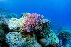 Red Sea Corals 