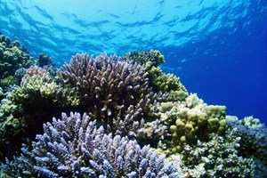 Red Sea Corals 