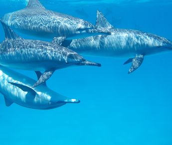 Der perfekte Tauchgang mit einer Gruppe Delfine!
